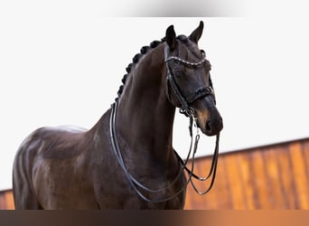 KWPN, Wallach, 10 Jahre, 16,3 hh, Rappe