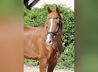 KWPN, Gelding, 10 years, 16.3 hh, Chestnut-Red