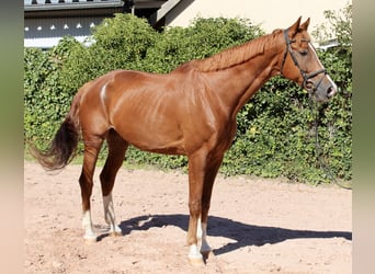 KWPN, Gelding, 10 years, 16.3 hh, Chestnut-Red