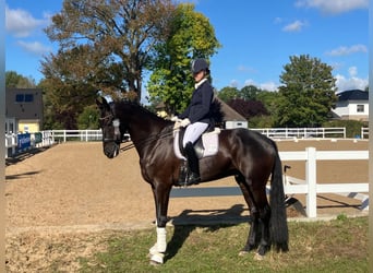 KWPN, Gelding, 10 years, 16.3 hh, Smoky-Black