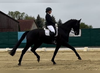 KWPN, Gelding, 10 years, 16.3 hh, Smoky-Black