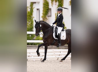 KWPN, Gelding, 10 years, 16 hh, Black