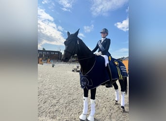KWPN, Gelding, 10 years, 16 hh, Black