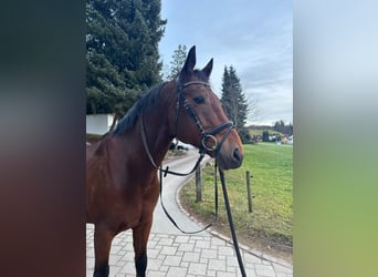 KWPN, Gelding, 10 years, 16 hh, Brown