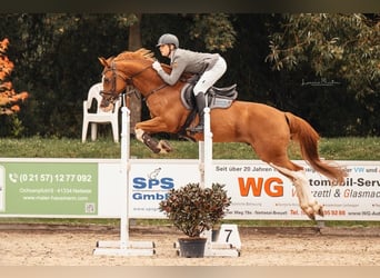 KWPN, Gelding, 10 years, 16 hh, Chestnut-Red