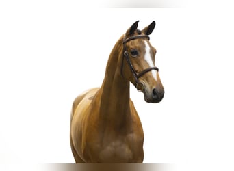 KWPN, Gelding, 10 years, 16,1 hh, Bay-Dark
