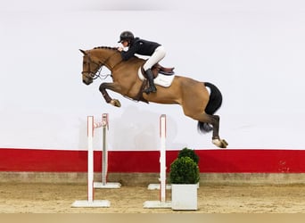 KWPN, Gelding, 10 years, 16,1 hh, Bay-Dark