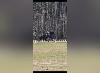 KWPN, Gelding, 10 years, 16,1 hh, Black