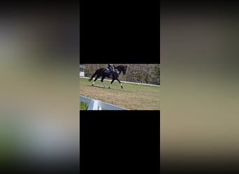 KWPN, Gelding, 10 years, 16,1 hh, Black