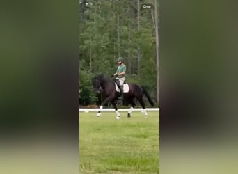 KWPN, Gelding, 10 years, 16,1 hh, Black