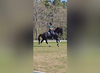 KWPN, Gelding, 10 years, 16,1 hh, Black