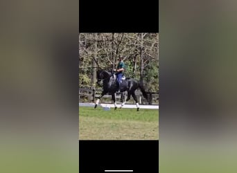 KWPN, Gelding, 10 years, 16,1 hh, Black