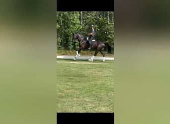 KWPN, Gelding, 10 years, 16,1 hh, Black