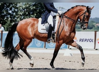 KWPN, Gelding, 10 years, 16,1 hh, Brown-Light