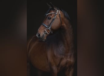 KWPN, Gelding, 10 years, 16,1 hh, Brown