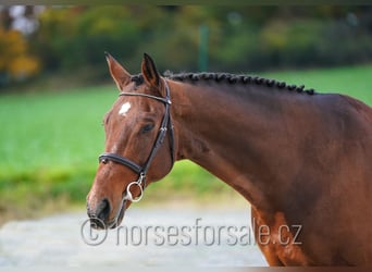 KWPN, Gelding, 10 years, 16,1 hh, Brown