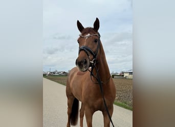KWPN, Gelding, 10 years, 16,1 hh, Chestnut-Red