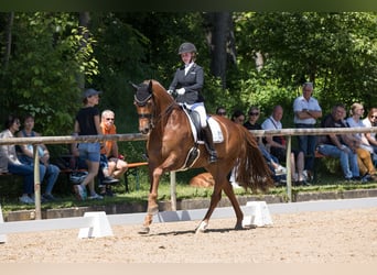 KWPN, Gelding, 10 years, 16,1 hh, Chestnut-Red