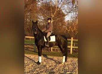 KWPN, Gelding, 10 years, 16,2 hh, Black