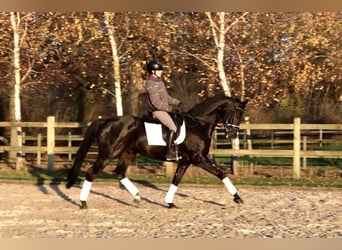 KWPN, Gelding, 10 years, 16,2 hh, Black