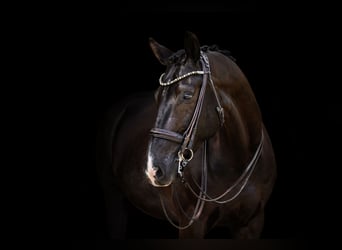KWPN, Gelding, 10 years, 16,2 hh, Black