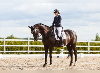 KWPN, Gelding, 10 years, 16,2 hh, Black