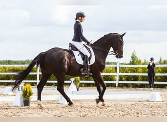 KWPN, Gelding, 10 years, 16,2 hh, Black