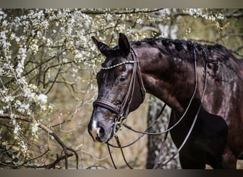 KWPN, Gelding, 10 years, 16,2 hh, Black