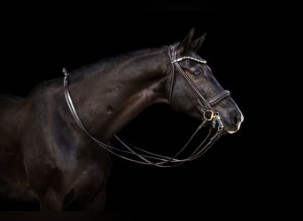 KWPN, Gelding, 10 years, 16,2 hh, Black