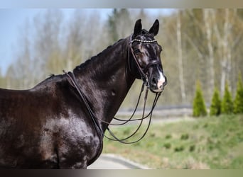 KWPN, Gelding, 10 years, 16,2 hh, Black