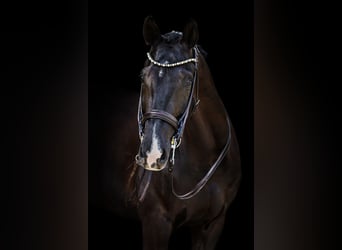 KWPN, Gelding, 10 years, 16,2 hh, Black