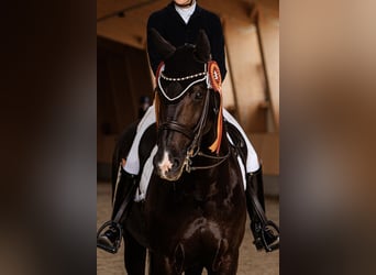 KWPN, Gelding, 10 years, 16,2 hh, Black