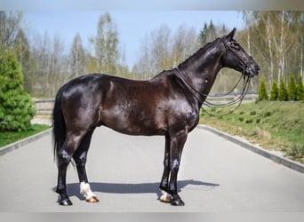 KWPN, Gelding, 10 years, 16,2 hh, Black