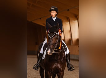 KWPN, Gelding, 10 years, 16,2 hh, Black