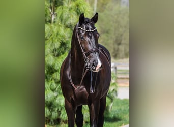 KWPN, Gelding, 10 years, 16,2 hh, Black