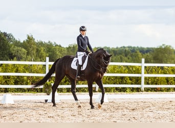 KWPN, Gelding, 10 years, 16,2 hh, Black