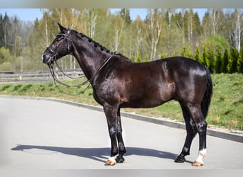 KWPN, Gelding, 10 years, 16,2 hh, Black