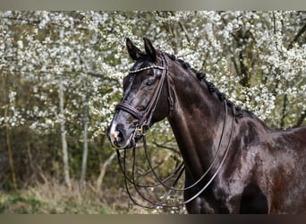 KWPN, Gelding, 10 years, 16,2 hh, Black