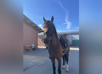 KWPN, Gelding, 10 years, 16,2 hh, Brown