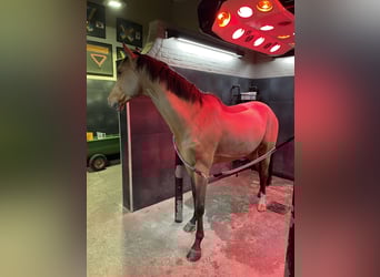 KWPN, Gelding, 10 years, 16,2 hh, Brown