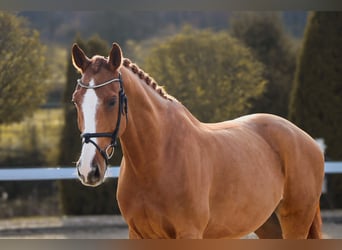 KWPN, Gelding, 10 years, 16,2 hh, Chestnut-Red