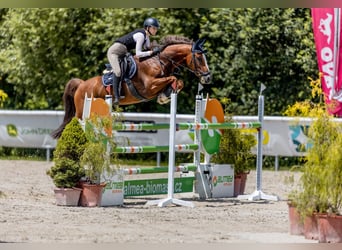 KWPN, Gelding, 10 years, 16,2 hh, Chestnut-Red