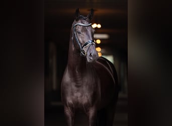 KWPN, Gelding, 10 years, 16,2 hh
