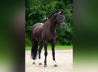 KWPN, Gelding, 10 years, 16,2 hh