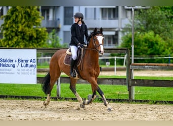 KWPN, Gelding, 10 years, 16,3 hh, Brown