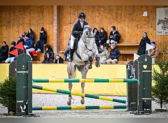 KWPN, Gelding, 10 years, 16,3 hh, Grey-Dapple