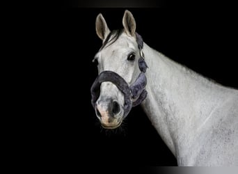 KWPN, Gelding, 10 years, 17,1 hh, Gray