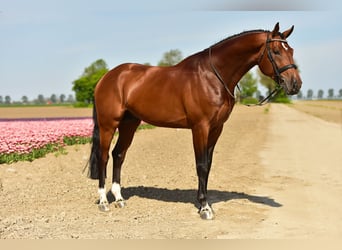 KWPN, Gelding, 10 years, 17,2 hh, Brown