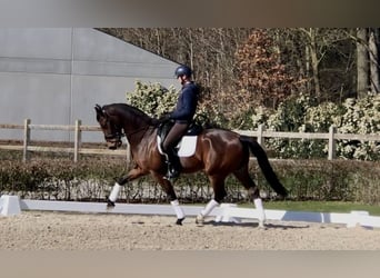 KWPN, Gelding, 10 years, 17 hh, Bay-Dark