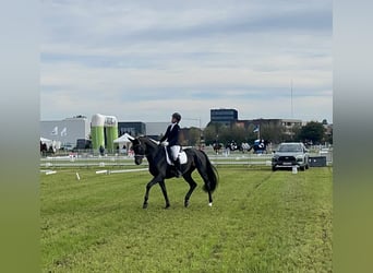 KWPN, Gelding, 10 years, 17 hh, Bay-Dark